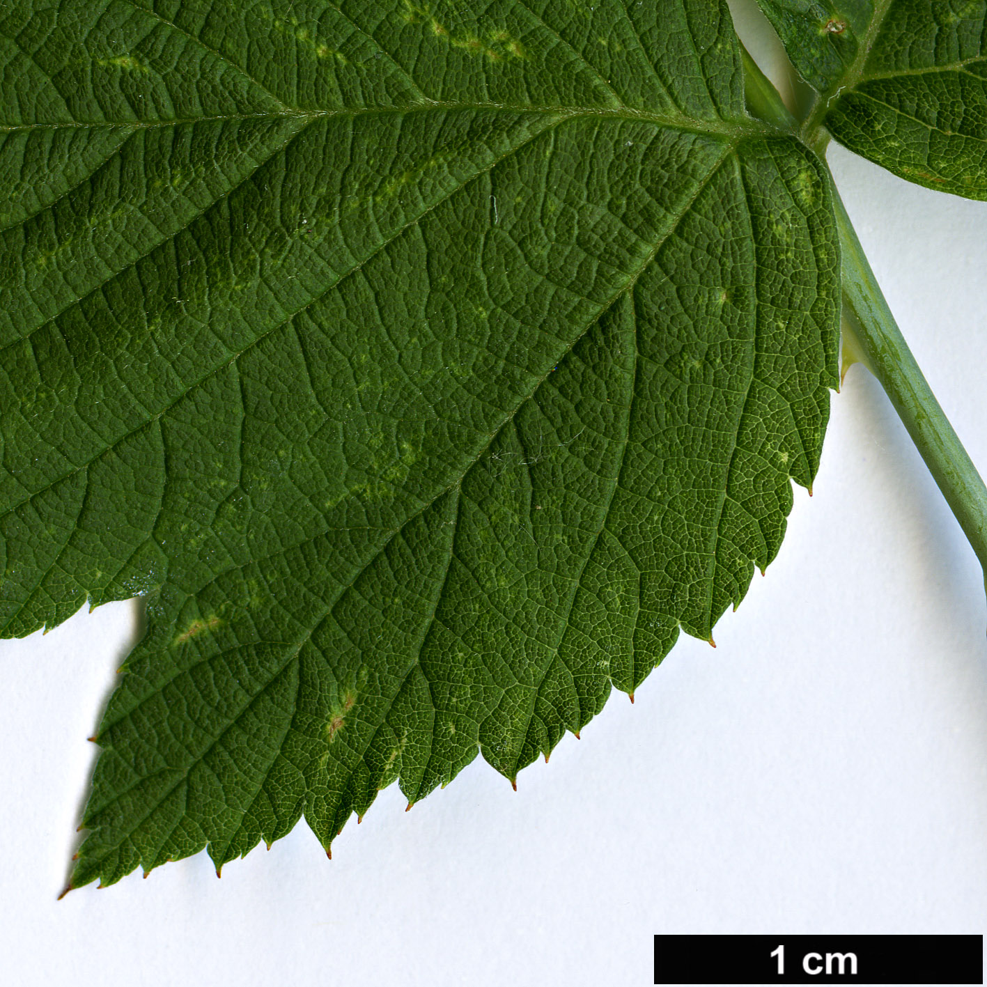 High resolution image: Family: Rosaceae - Genus: Rubus - Taxon: occidentalis - SpeciesSub: ’Black Jewel’